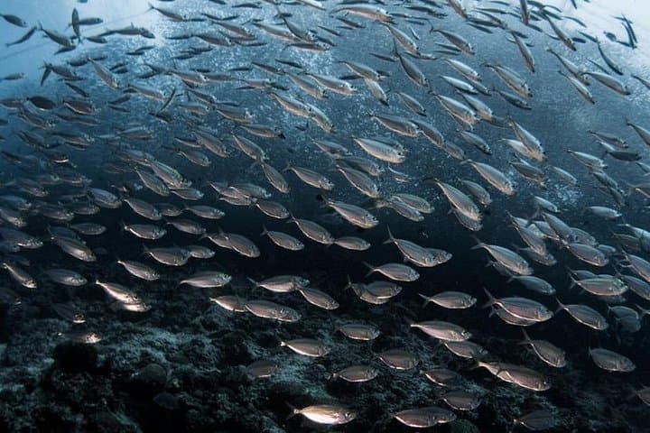 Napaling Sardine Run: Snorkel with Sardine Clouds off Panglao, Bohol photo 3