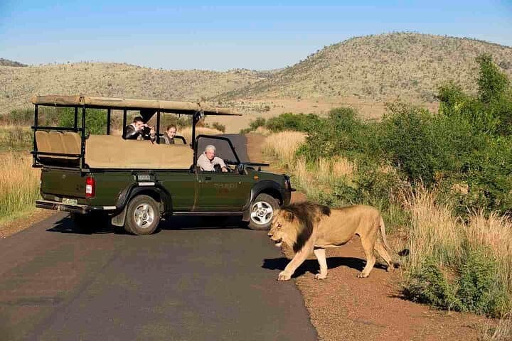 3-Hour Private Game Drive in Pilanesberg National Park — Big Five Safari from Sun City photo 3