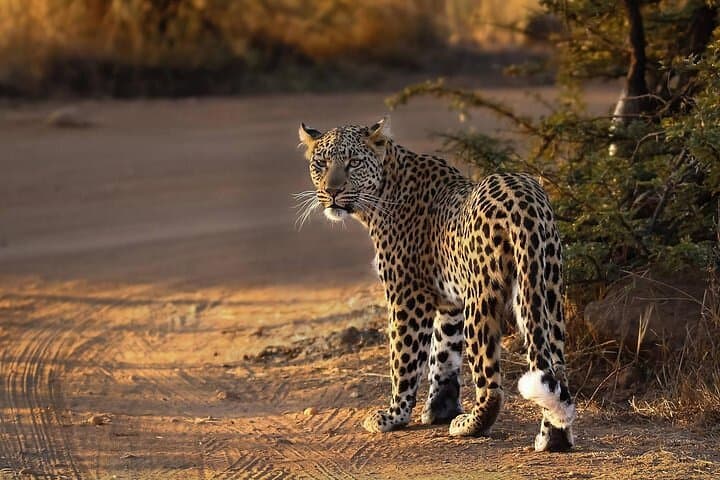 3-Hour Private Game Drive in Pilanesberg National Park — Big Five Safari from Sun City photo 4