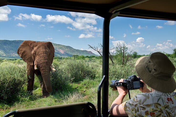 3-Hour Private Game Drive in Pilanesberg National Park — Big Five Safari from Sun City