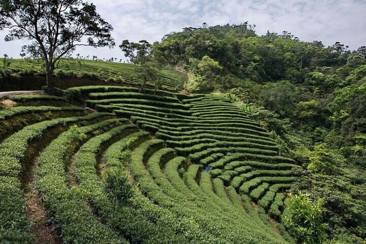 Shiding Day Tour: Tamsui‑Kavalan Trails, Tea Plantations & Noodle‑Making photo 5