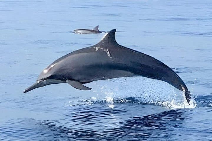 Early-Morning Dolphin Watching at Lovina Beach — Lovina, Wanagiri & Ulun Danu photo 2