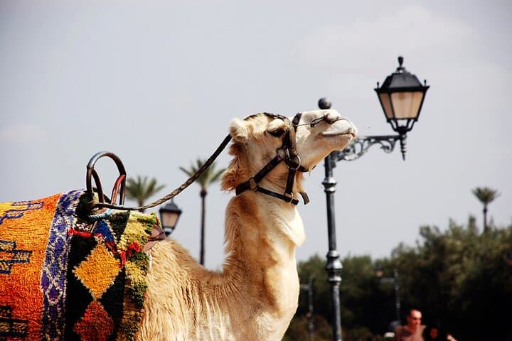 Camel Ride in Agadir: Eucalyptus Trails, Sand Dunes & Oued Souss Birdwatching photo 2