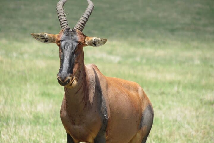 3-Day Maasai Mara Safari: Big Five Game Drives & Tent Camping photo 2