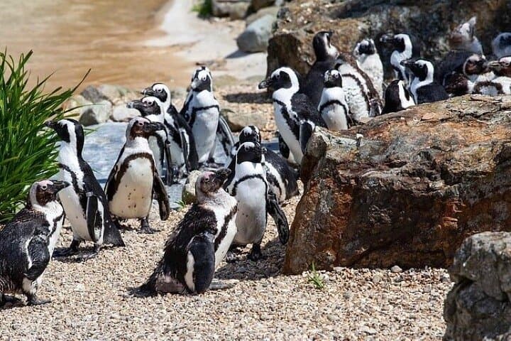 Cape Agulhas Full-Day Private Tour from Cape Town — Where the Indian and Atlantic Meet photo 4