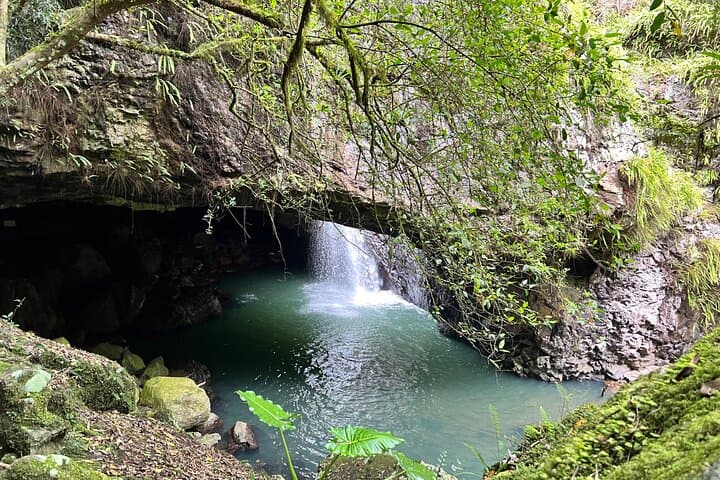 Springbrook Natural Bridge & Mt Tamborine Skywalk: Glow Worm Cave, Rainforest Walks and Scenic Lookouts photo 4