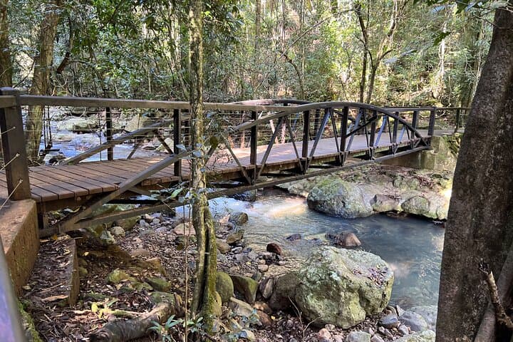 Springbrook Natural Bridge & Mt Tamborine Skywalk: Glow Worm Cave, Rainforest Walks and Scenic Lookouts photo 6