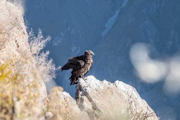 Day Trip to Colca Canyon from Arequipa: Condors, Terraces & High-Andean Vistas
