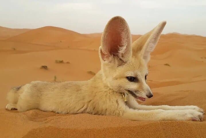 Overnight Desert Camp & Camel Trek in Merzouga — Sleep Under Sahara Stars photo 2