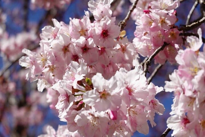 Taipei Cherry Blossom Day Tour: Yangmingshan, Tamsui & Fisherman's Wharf