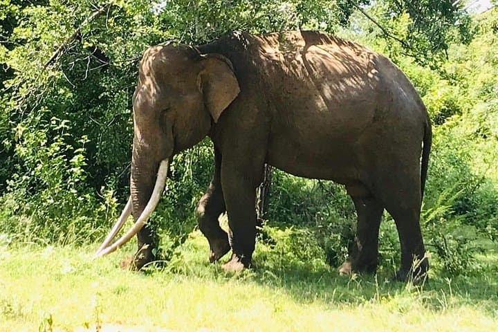 Private Udawalawe Safari: 4-Hour 4x4 Wildlife Drive with Local Guide photo 2