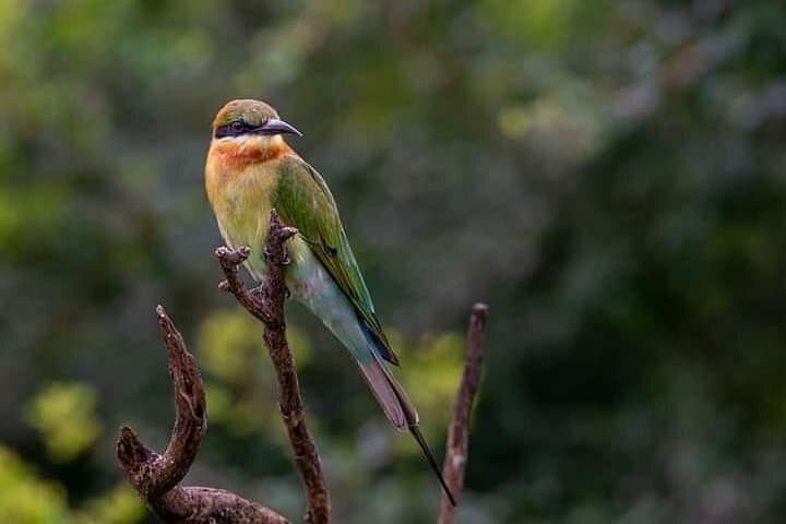 Private Udawalawe Safari: 4-Hour 4x4 Wildlife Drive with Local Guide photo 3