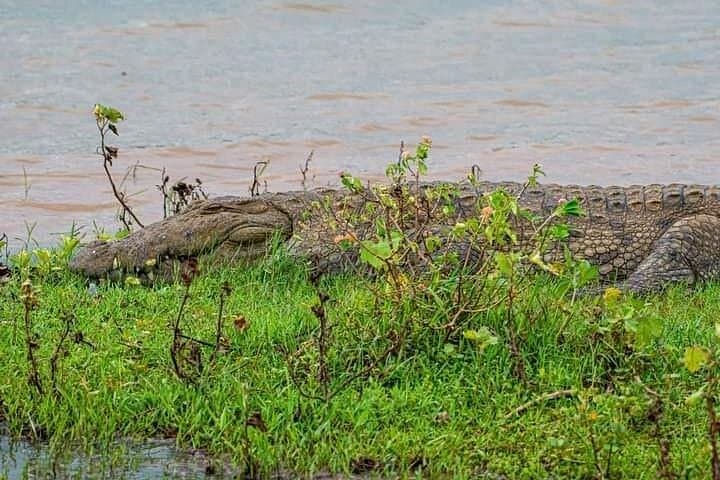 Private Udawalawe Safari: 4-Hour 4x4 Wildlife Drive with Local Guide photo 4