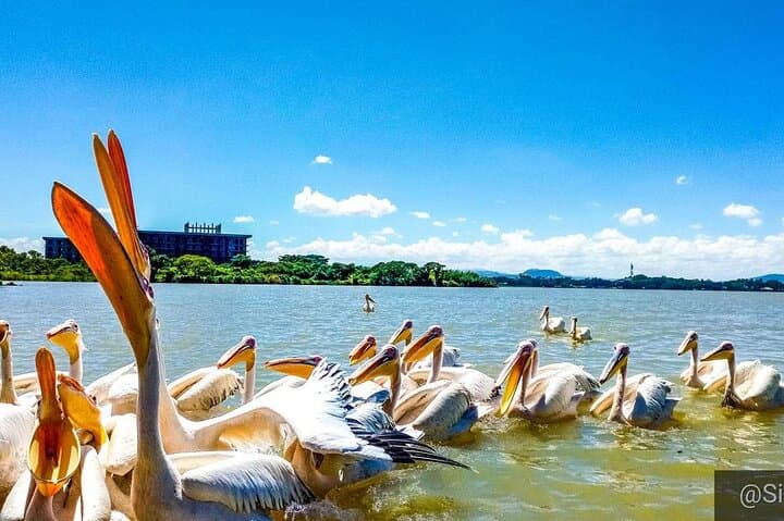 Full-Day Lake Tana Boat Trip: Monasteries, Blue Nile & Birdwatching