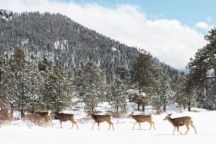 Private Winter–Spring Rocky Mountain National Park Guided Tour from Estes Park photo 6