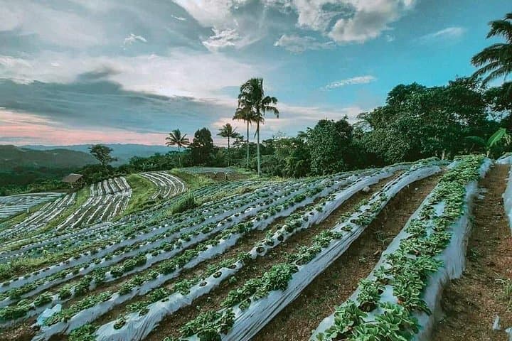 Bohol Strawberry Farm Tour — Pick Fresh Berries in Mayana, Jagna