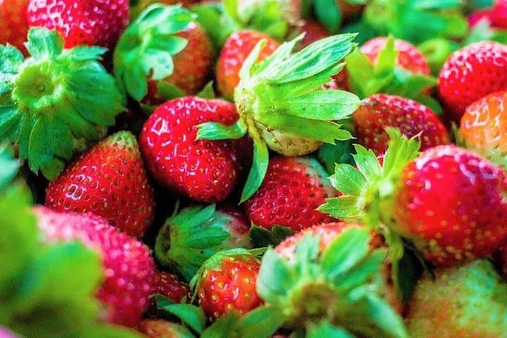 Bohol Strawberry Farm Tour — Pick Fresh Berries in Mayana, Jagna photo 2