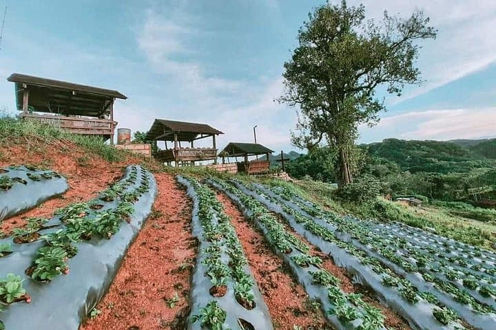 Bohol Strawberry Farm Tour — Pick Fresh Berries in Mayana, Jagna photo 3