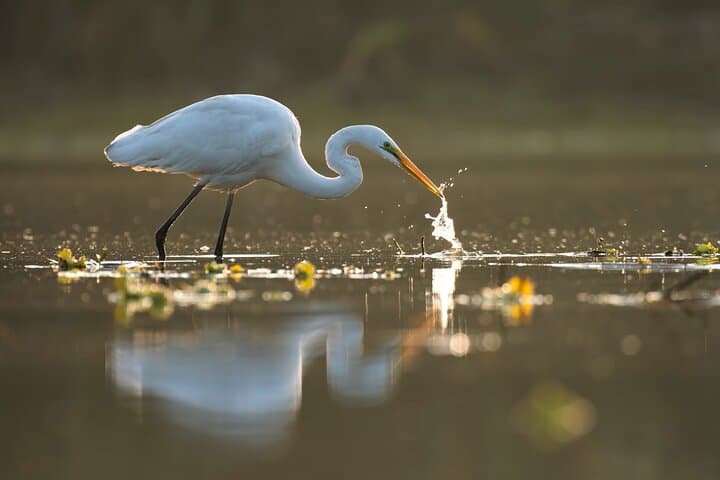 Paddling the Noosa Everglades: Canoe Trip to Harry's Hut photo 4