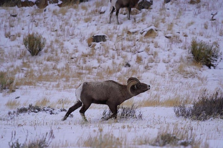 Grand Teton Wildlife Safari: 3-Hour Private Jackson Hole Winter Tour photo 3