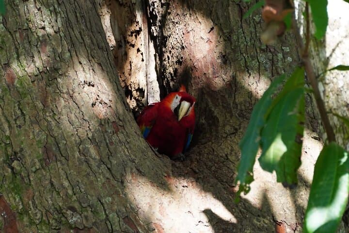 Carara National Park Guided Wildlife Walk: See Scarlet Macaws & Forest Transition
