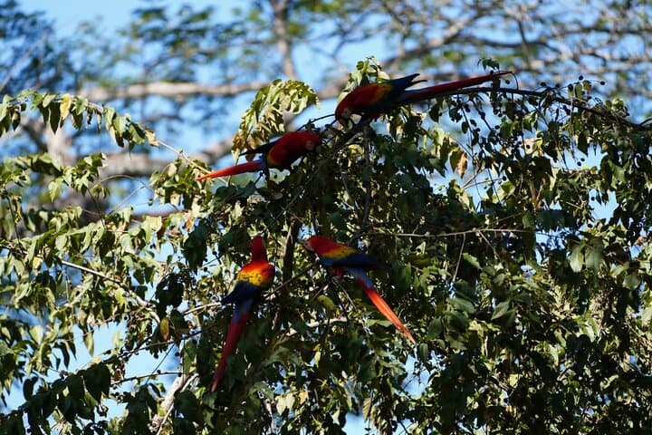 Carara National Park Guided Wildlife Walk: See Scarlet Macaws & Forest Transition photo 2