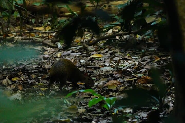 Carara National Park Guided Wildlife Walk: See Scarlet Macaws & Forest Transition photo 5