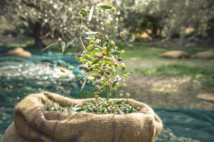 Cretan Wine and Olive Safari: Kolymvari, Ano Vouves & Karavitakis Winery photo 3