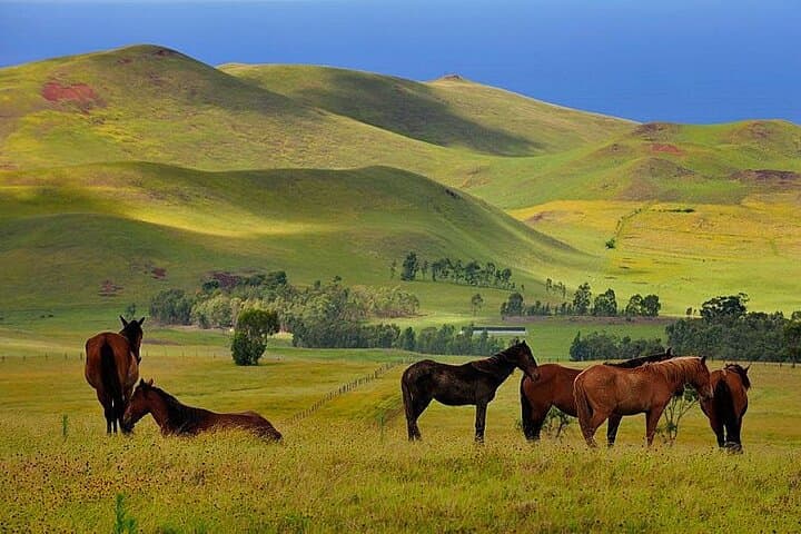 3-Hour Terevaka Horseback Tour — Easter Island Summit Ride with 360° Ocean Views photo 4