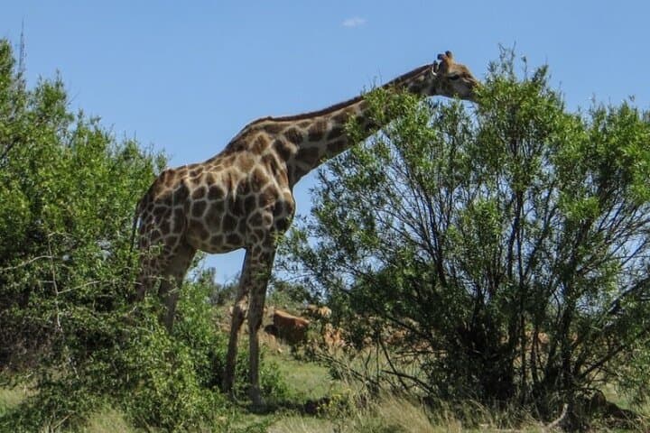 Private Naval Hill & Bloemfontein Botanical Garden Tour photo 3