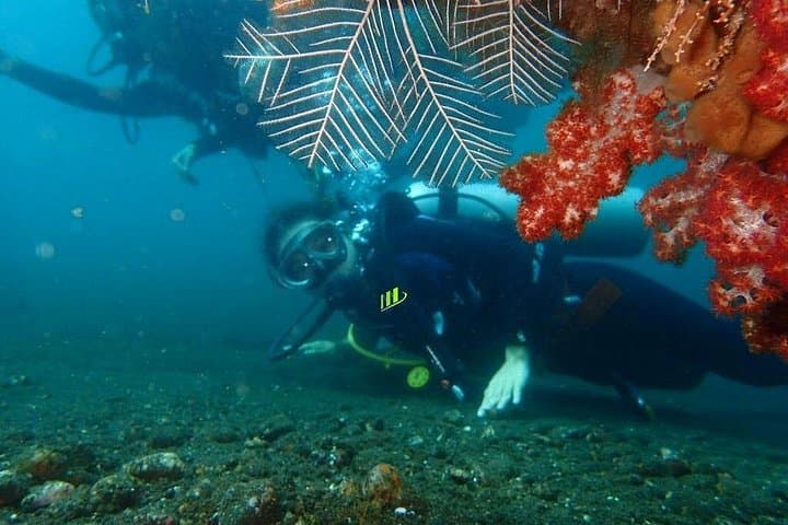 Tulamben USAT Liberty Full-Day Fun Dive — Wreck & Coral Garden Safari photo 4
