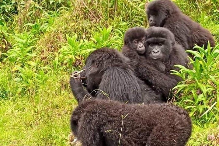 7-Day Rwanda Gorilla & Wildlife Tour: Gorillas, Chimps, Canopy Walks and Lake Kivu photo 2