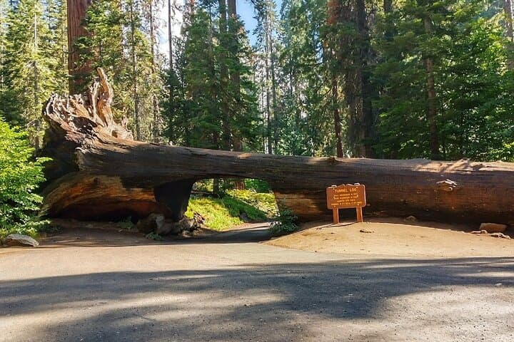 Private Sequoia & Kings Canyon Tour with Former Park Rangers photo 3