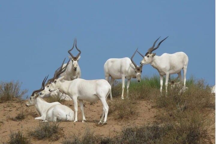 4x4 Safari in Souss-Massa National Park: Wildlife Drive from Agadir