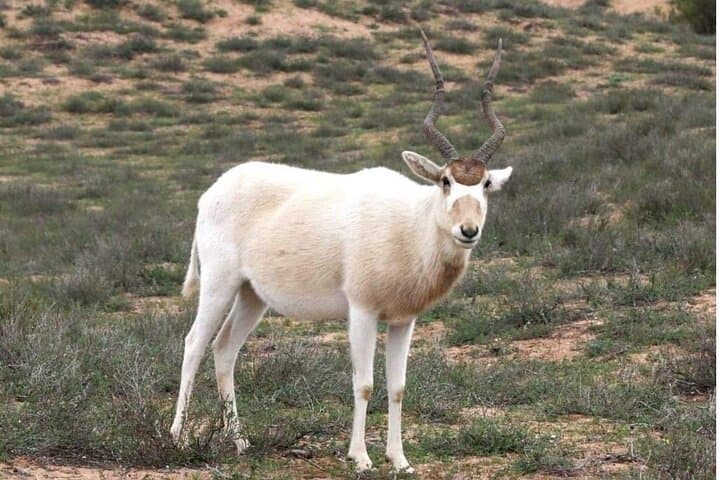 4x4 Safari in Souss-Massa National Park: Wildlife Drive from Agadir photo 6