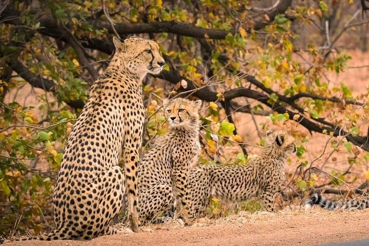 4-Day Private Kruger Safari & Panorama Route: Big Five, Blyde Canyon & Boat Cruise photo 1