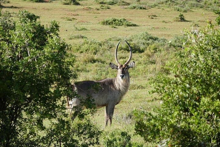 4-Day Private Kruger Safari & Panorama Route: Big Five, Blyde Canyon & Boat Cruise photo 4
