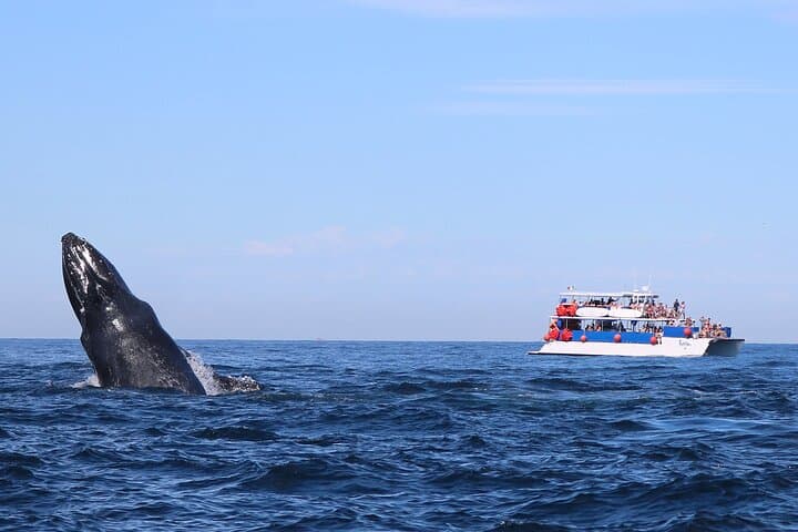 Puerto Vallarta Whale Watching Catamaran Adventure photo 4