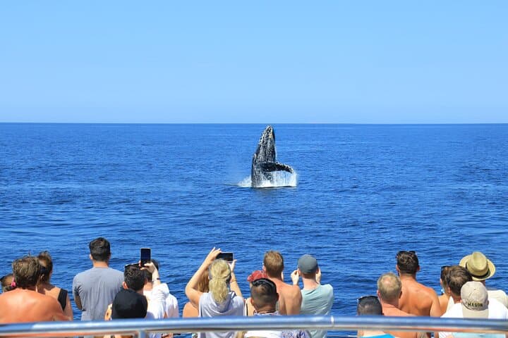 Puerto Vallarta Whale Watching Catamaran Adventure photo 5