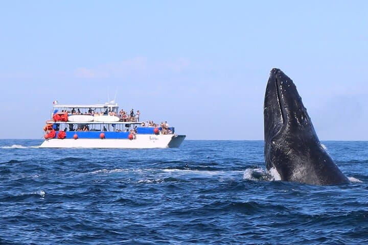 Puerto Vallarta Whale Watching Catamaran Adventure