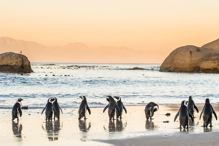 Cape Peninsula Day Tour — Boulders Beach Penguins, Chapman’s Peak & Cape Point photo 4