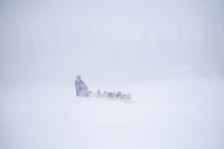 Sled Dog Sampler Ride at Trail Breaker Kennel — Fairbanks Dog Sledding Experience photo 2