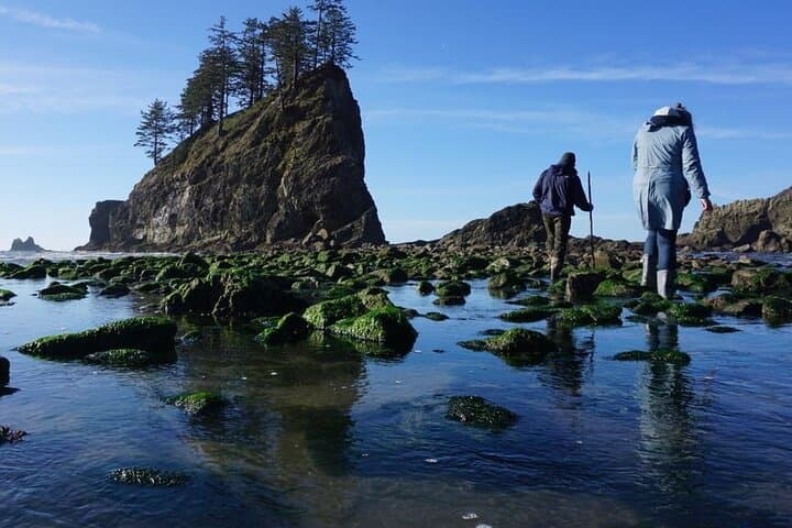 Olympic Peninsula Day Tour from Seattle — Hurricane Ridge, Sol Duc & Coastal Tidepools