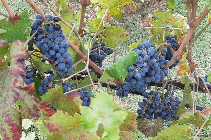 Private Pisa & Chianti Excursion from Livorno: Leaning Tower, Vineyards and Tasting photo 3