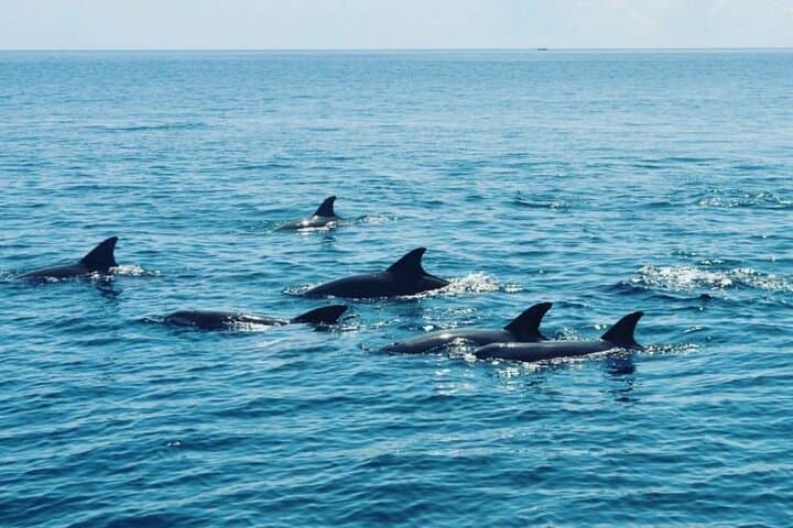 Wasini Dolphin Snorkeling & Kisite Mpunguti Marine Park Day Trip from Shimoni photo 5