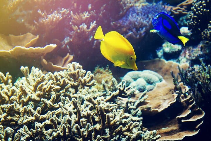 Bali Blue Lagoon Snorkel and Waterfall Day Trip — Snorkel, Swim, and Coffee Plantation Stop photo 5