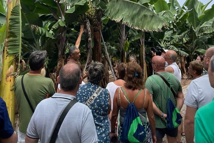 Inside Arucas's Banana Museum: Guided Banana-Farm Tour in Gran Canaria photo 3