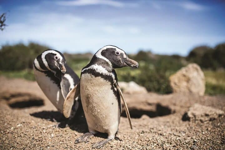 Private Punta Tombo Penguin Colony Tour from Puerto Madryn (Cruise-Friendly) photo 4