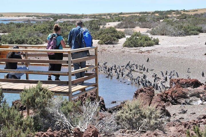 Private Punta Tombo Penguin Colony Tour from Puerto Madryn (Cruise-Friendly) photo 5