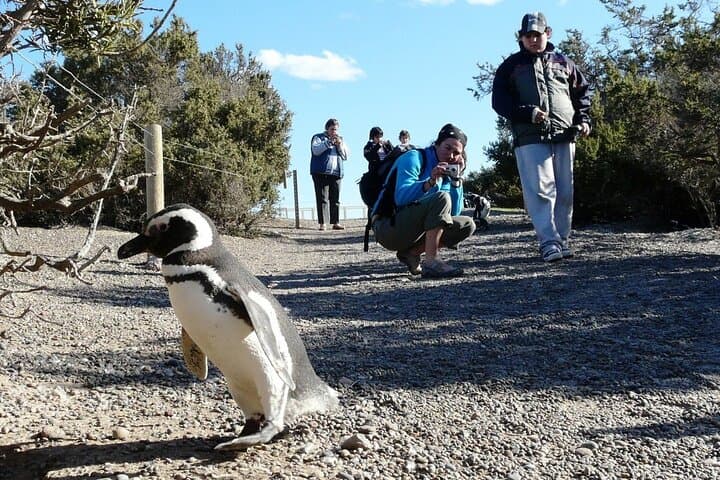 Private Punta Tombo Penguin Colony Tour from Puerto Madryn (Cruise-Friendly) photo 6